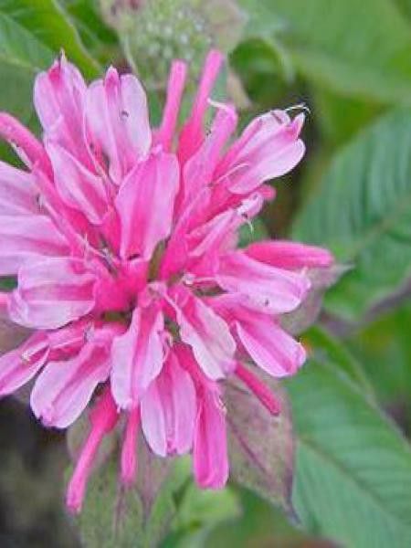 Monarde 'Marshalls Delight'