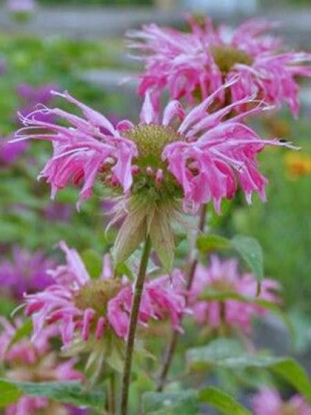 Monarde 'Melissa'