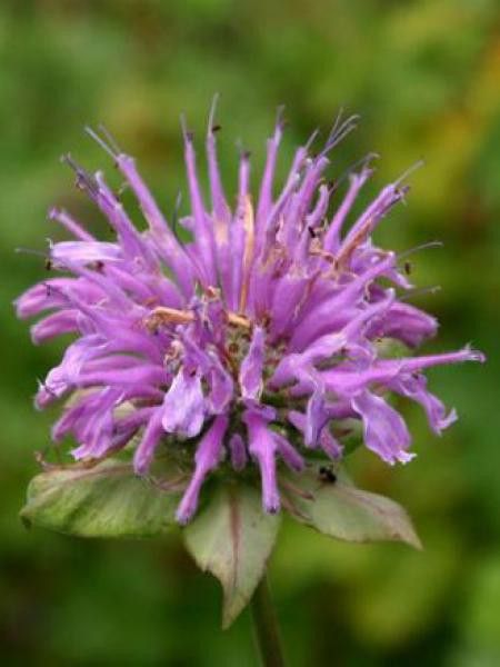 Monarde 'Menthifolia'