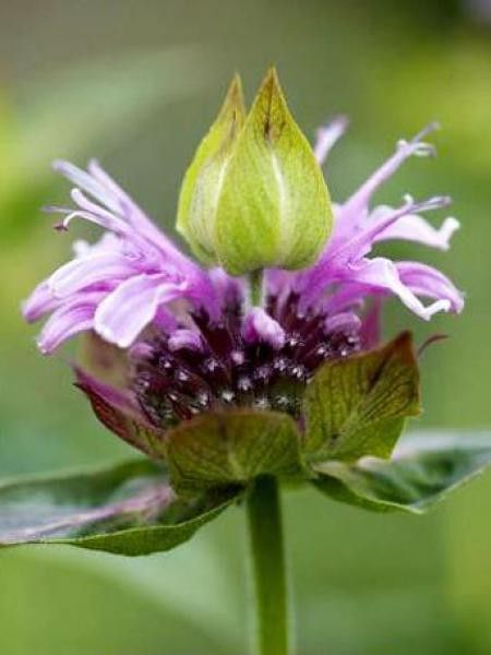 Monarde 'Mohawk'