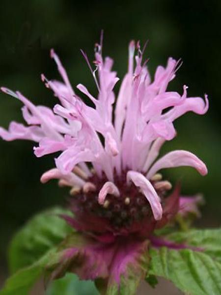 Monarde 'Ou Charm'