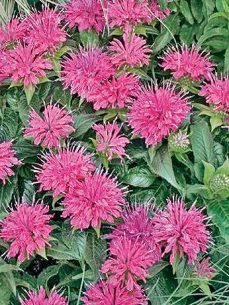 Monarde 'Pardon Me Pink'