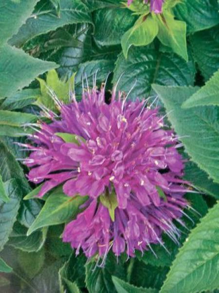 Monarde 'Pardon Me Purple'
