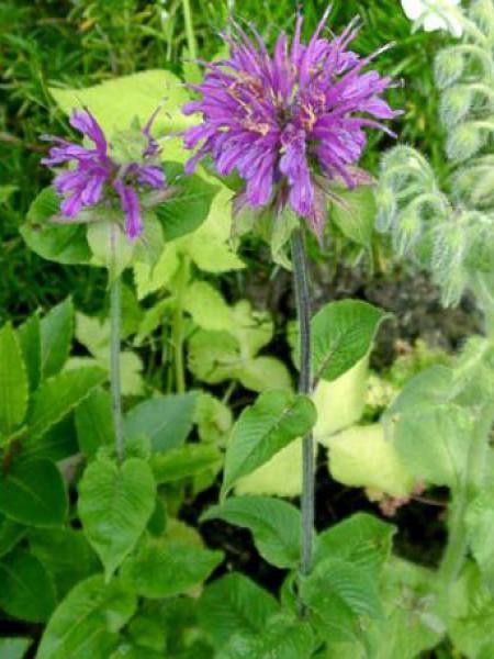 Monarde 'Praerienacht'
