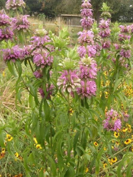 Monarde rose-pourpre