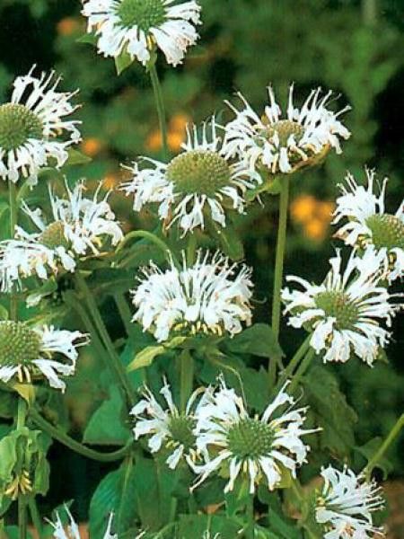 Monarde 'Schneewittchen'