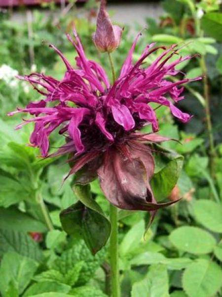 Monarde 'Scorpion'