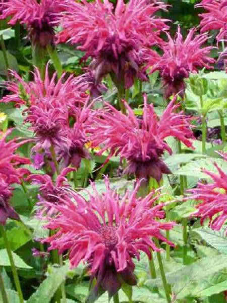 Monarde 'Twins'