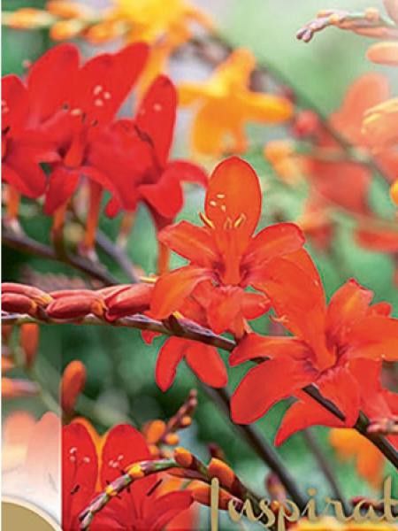 Montbrétia en mélange