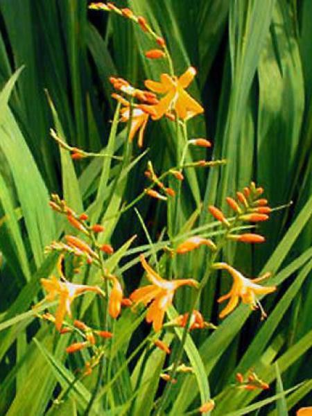 Montbrétia 'John Boots'