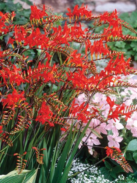 Montbrétia 'Lucifer'