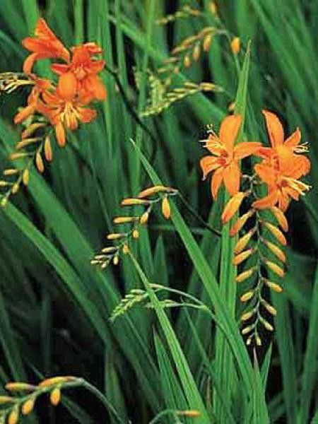 Montbrétia 'Mistral'