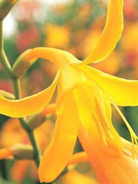 Montbrétia 'Norwich Canary'