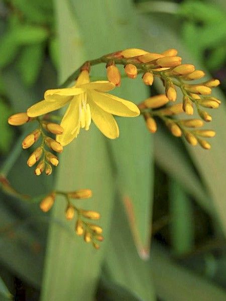 Montbrétia 'Solfaterre'