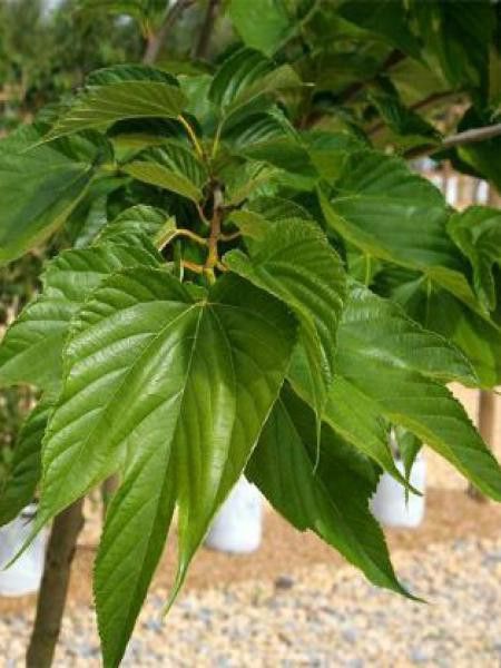 Morus alba 'Macrophylla'