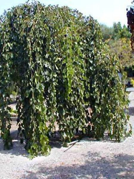Morus alba 'Pendula'