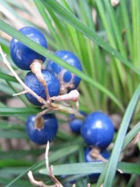 Muguet du Japon 'Minor'