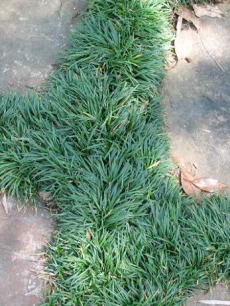 Muguet du Japon 'Nanus'