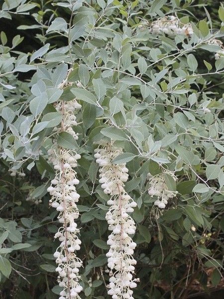Muguet en arbre 'Blue Sky'