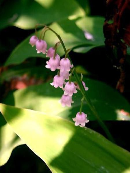 Muguet rose 'Rosea'