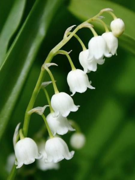 Muguet