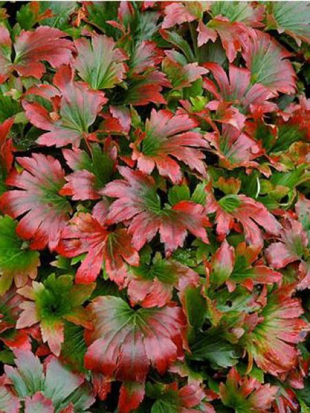 Mukdénie de Ross, Lierre de Mandchourie 'Crimson Fans'