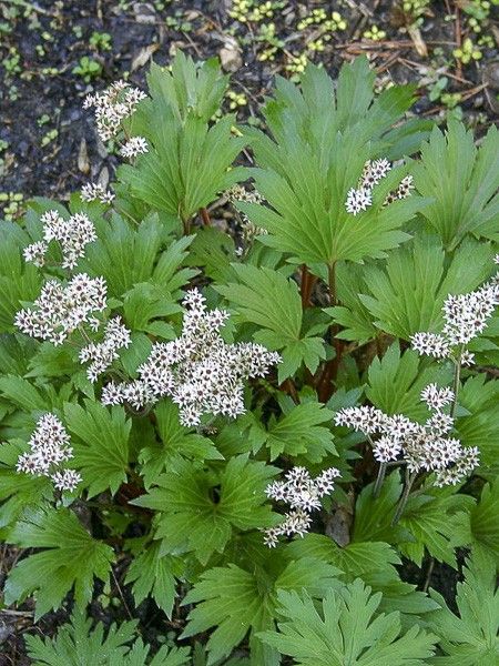 Mukdénie de Ross, Lierre de Mandchourie