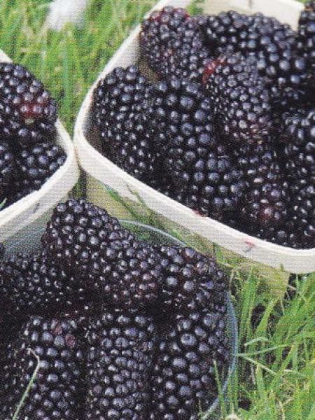 Mûrier 'Black Butte'