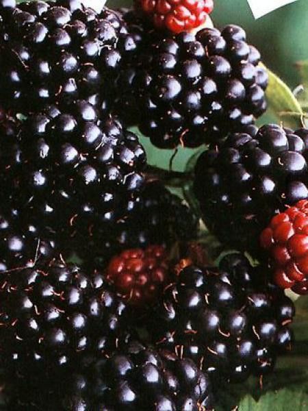 Murier 'Black Satin'