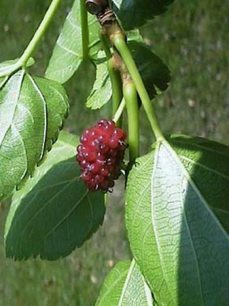Mûrier blanc, Mûrier commun