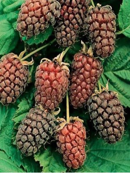 Mûrier-framboisier 'Thornless Loganberry'
