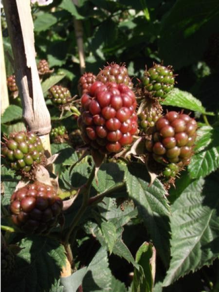 Mûrier 'Karaka Black®'