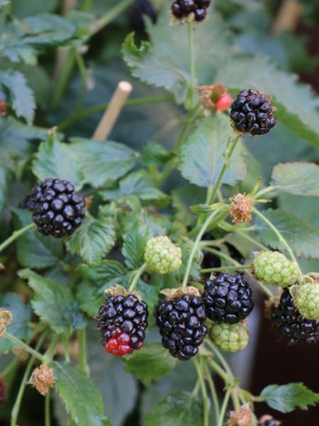 Mûrier  'Little Black Prince®'