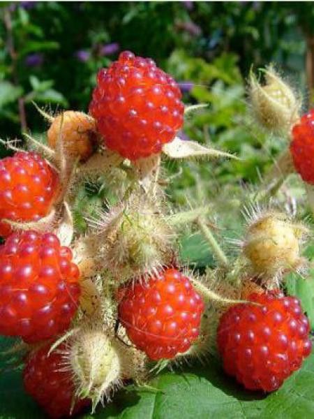 Mûrier, Raisin du Japon