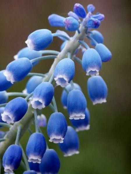 Muscari armeniacum