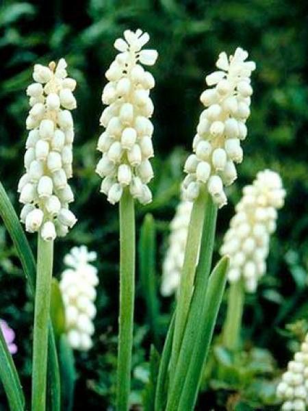 Muscari botryoides 'Album'