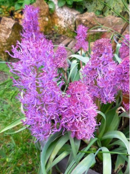 Muscari comosum 'Plumosum'