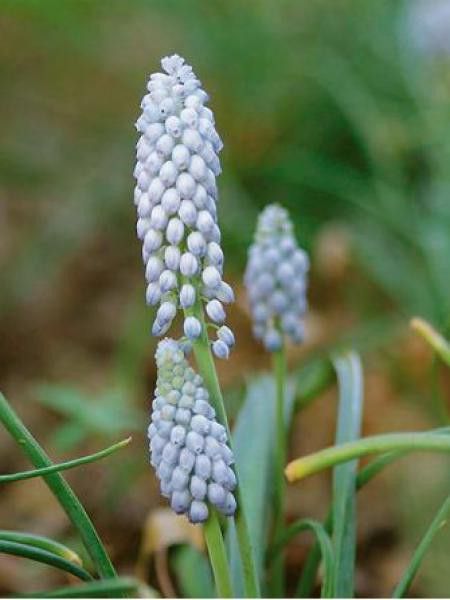 Muscari neglectum 'Valerie Finnis"