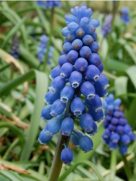 Muscari neglectum