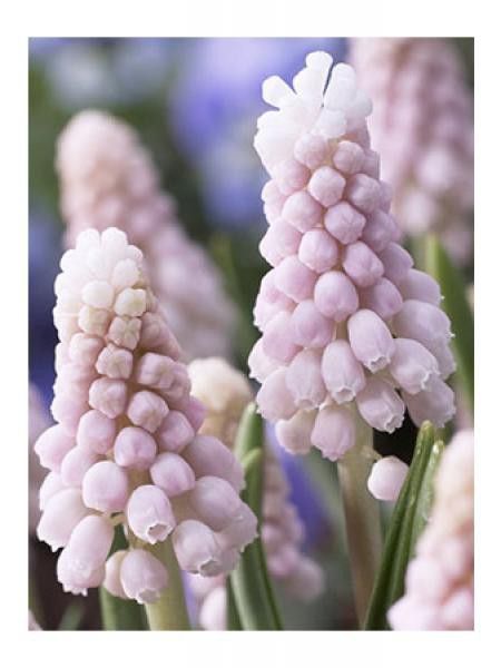 Muscari  'Pink Sunrise'