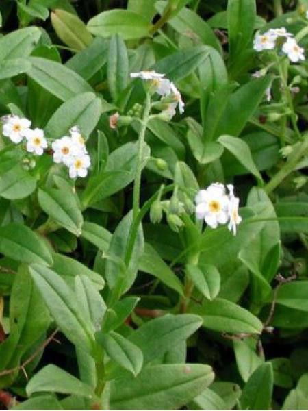 Myosotis des marais 'Ice Pearl'