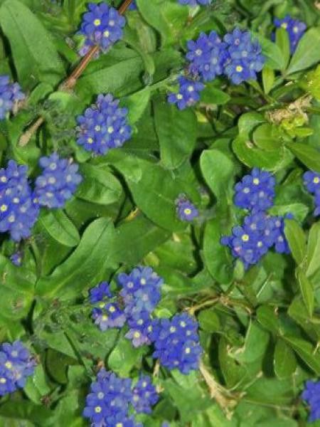 Myosotis des marais 'Perle von Ronnenberg'