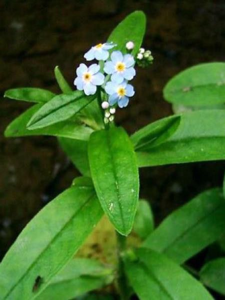Myosotis des marais