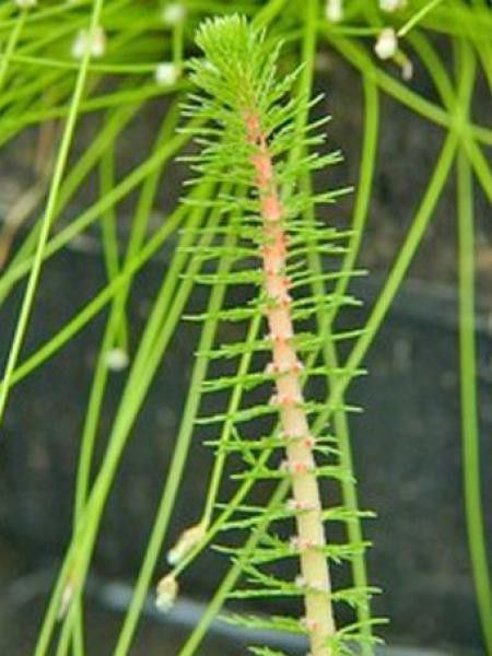 Myriophylle crispata