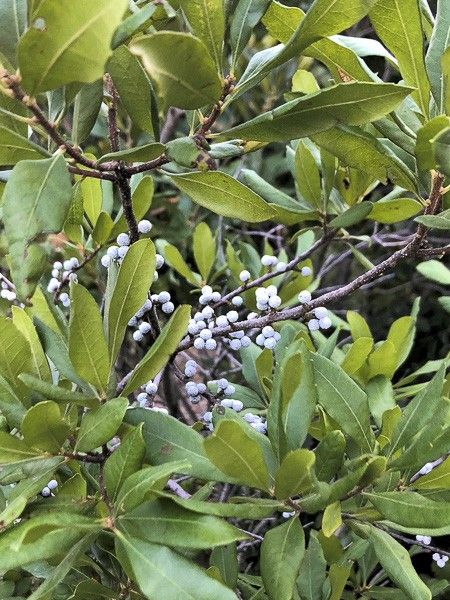 Myrique de Pensylvanie