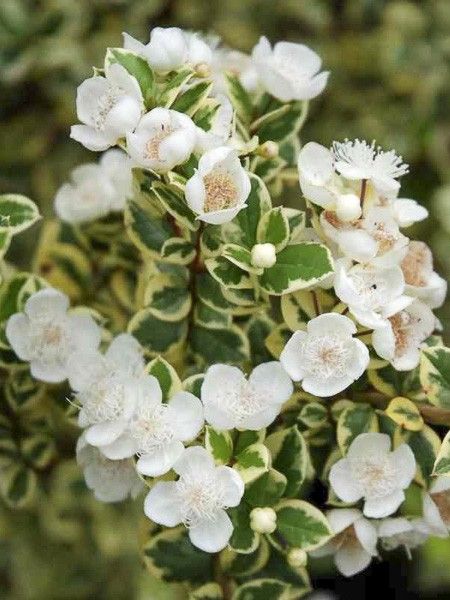 Myrte du Chili 'Glanleam Gold'