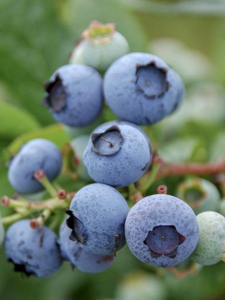 Myrtille d'Amérique 'Blue Gold'