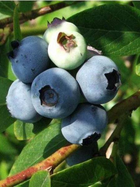 Myrtille d'Amérique 'Blue Crop'