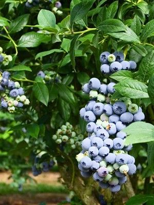 Myrtille d'Amérique 'Chandler'