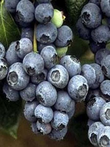 Myrtille d'Amérique 'Goldtraube'